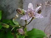 Tricyrtis formosana